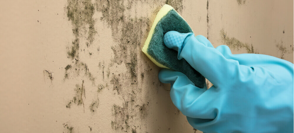 Cleaning mould with sponge