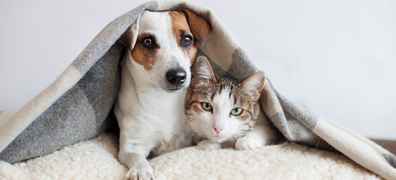 Dog and cat urine problems