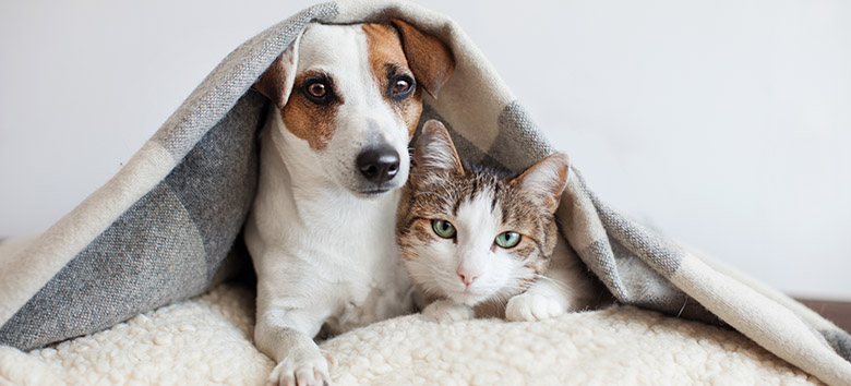 Dog and cat urine problems