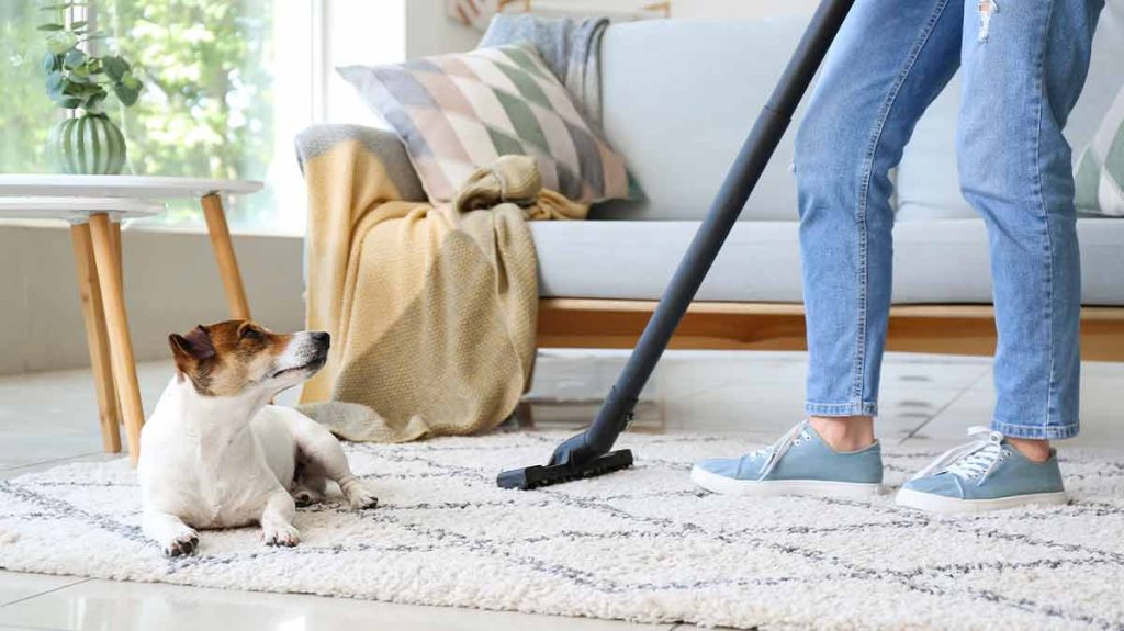 It can be challenging to remove pet hair from your carpet
