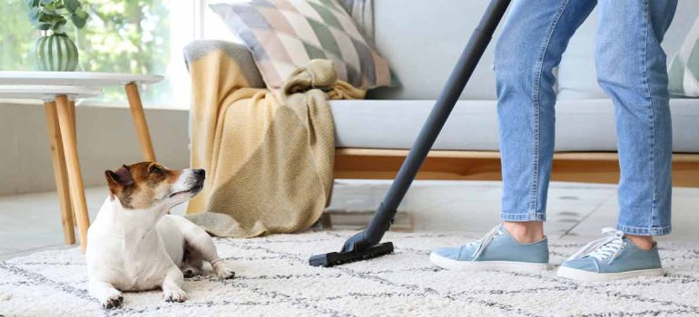 It can be challenging to remove pet hair from your carpet