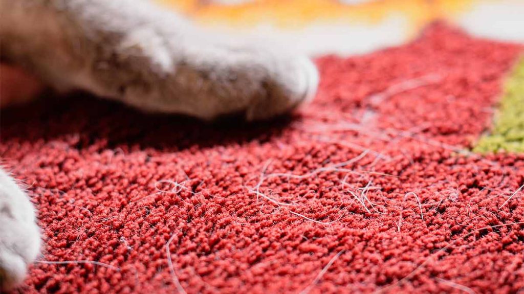 It can be challenging to remove pet hair from your carpet