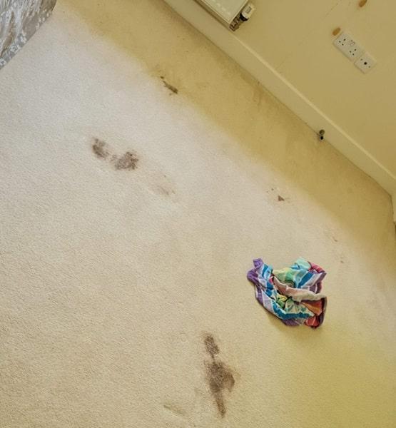 Carpet shampooer Perth before