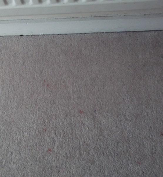 Clean carpets Perth after