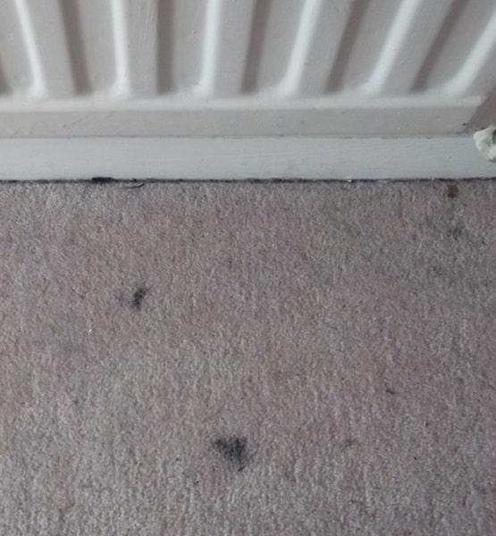 Clean carpets Perth before